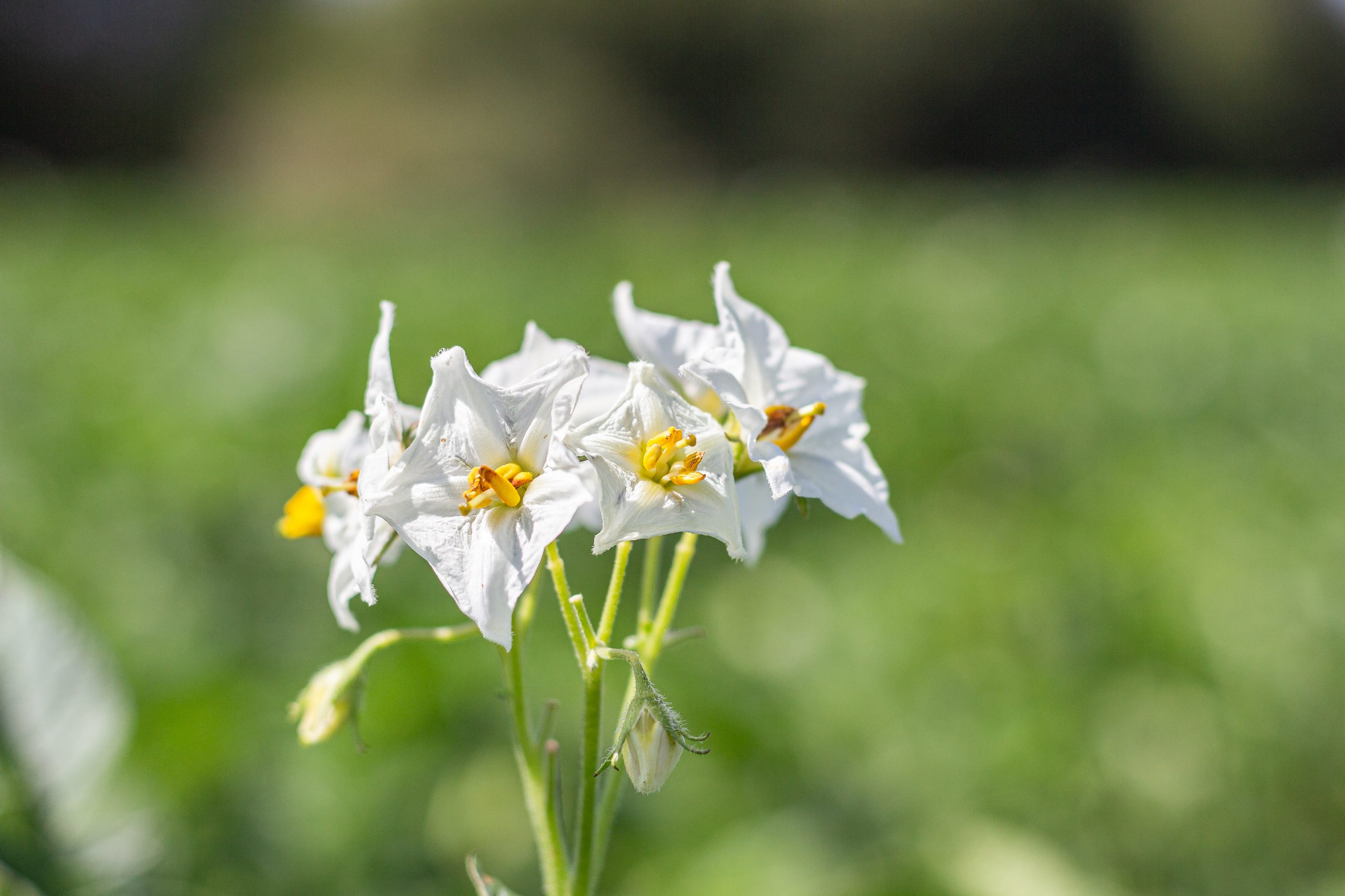 Brevemente - Batata de Semente Certificada - Image 5