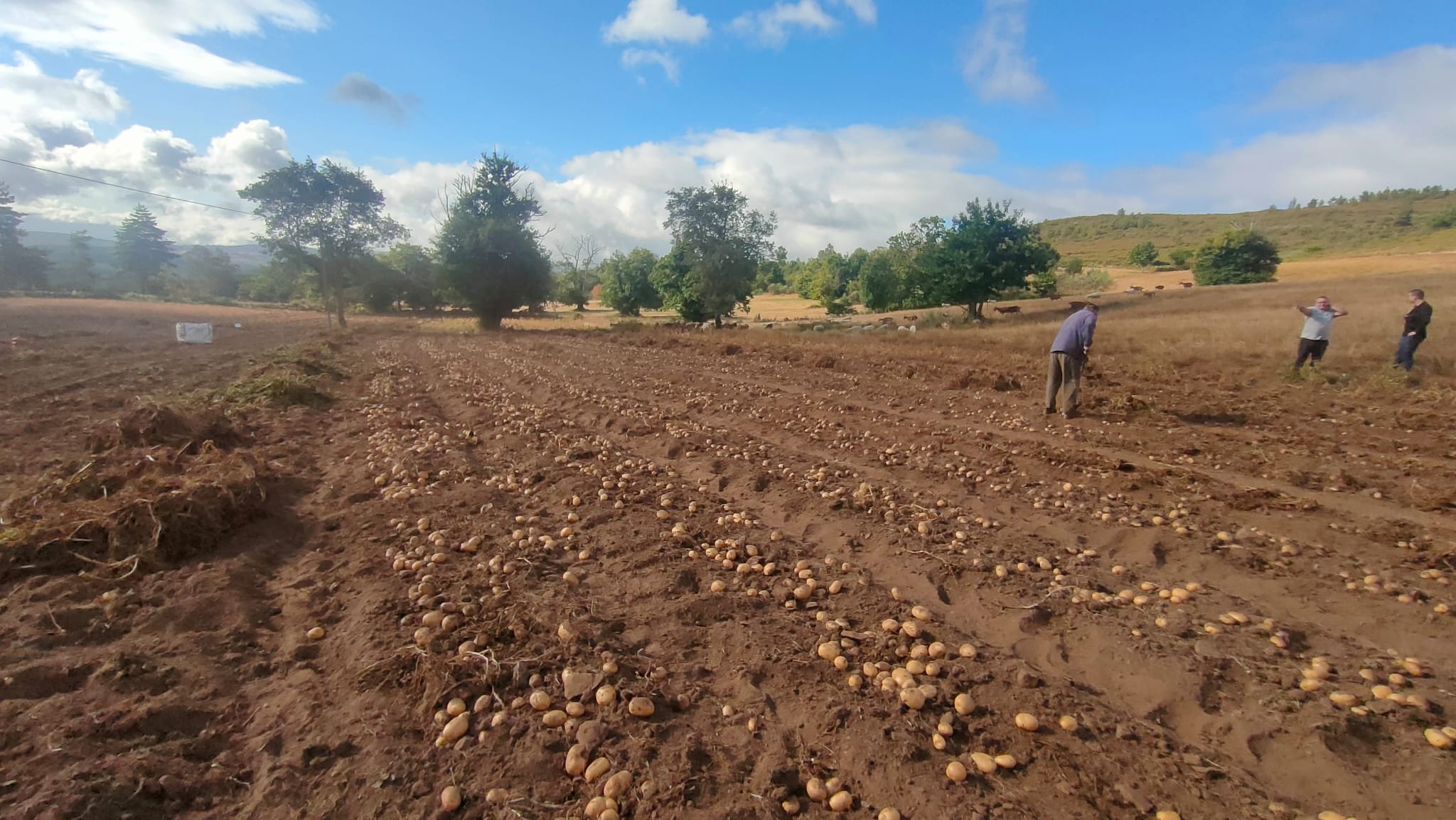 Brevemente - Batata de Semente Certificada - Image 3