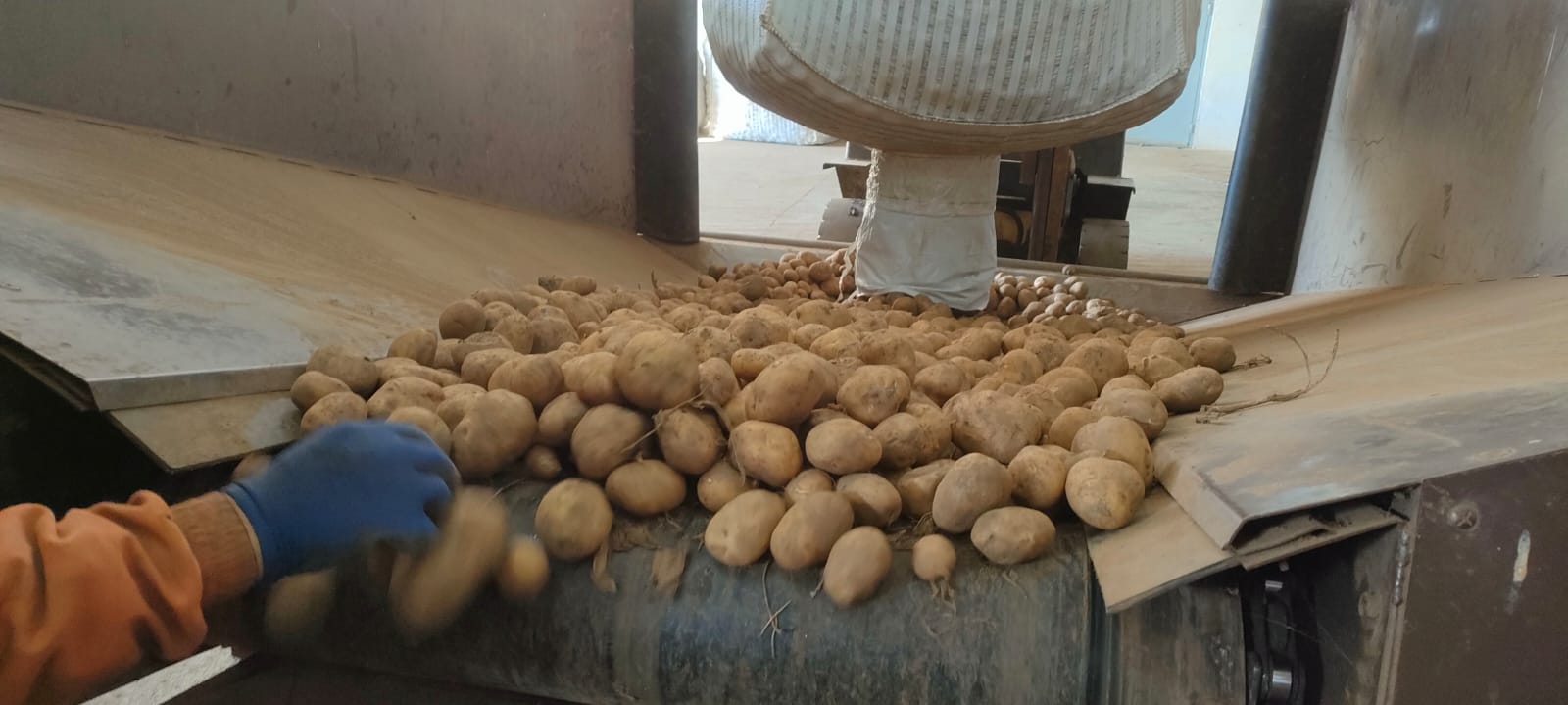 Brevemente - Batata de Semente Certificada - Image 4