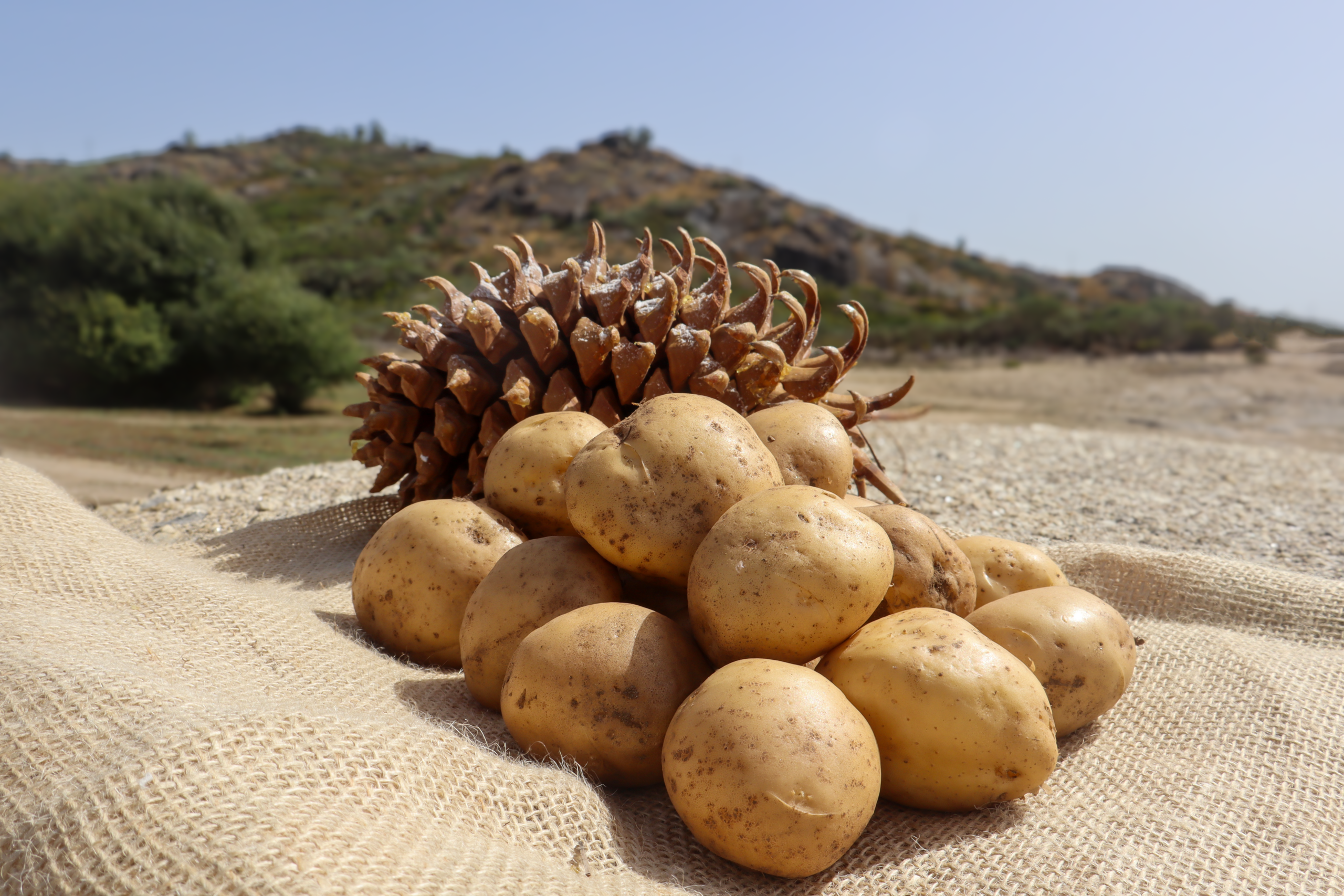 amarela2 Batata de Semente Certificada - Kennebec